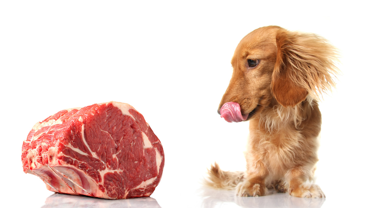 Cachorro olhando para pedação de carne
