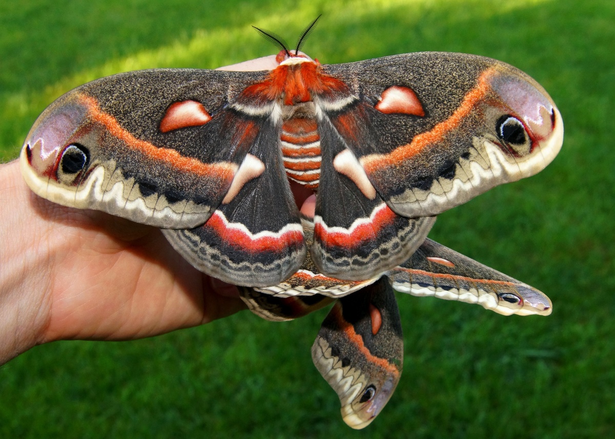 Mariposa Cecrópia