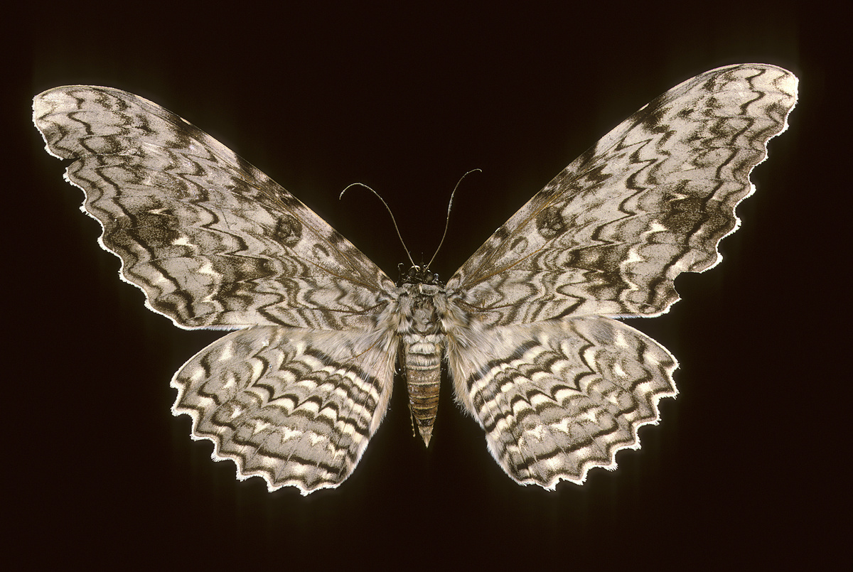 Mariposa Imperador