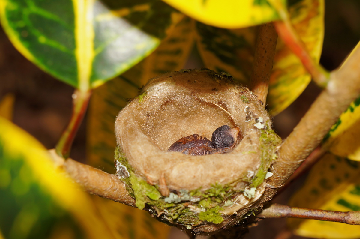Filhote de beija-flor em seu ninho
