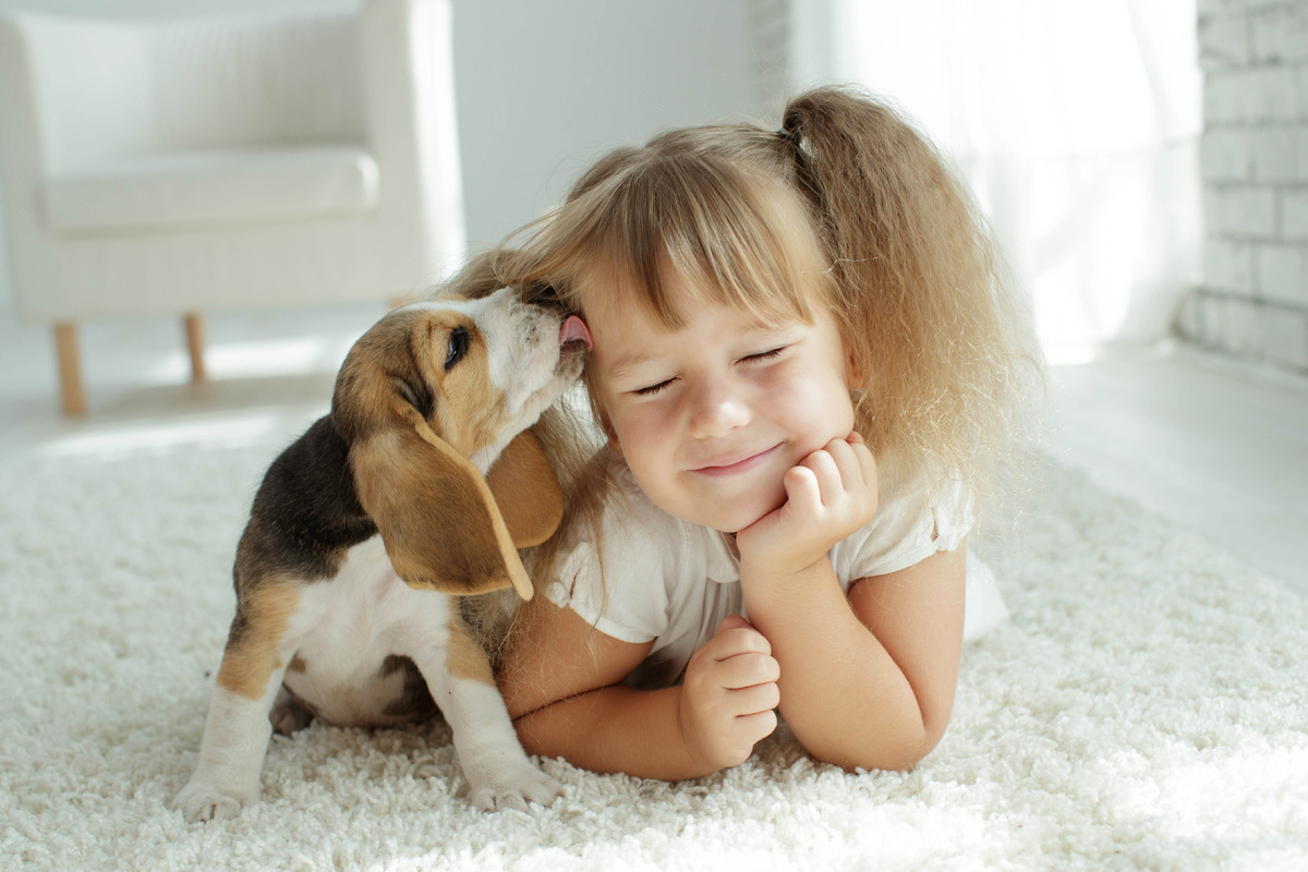 Cachorro beagle e uma criança