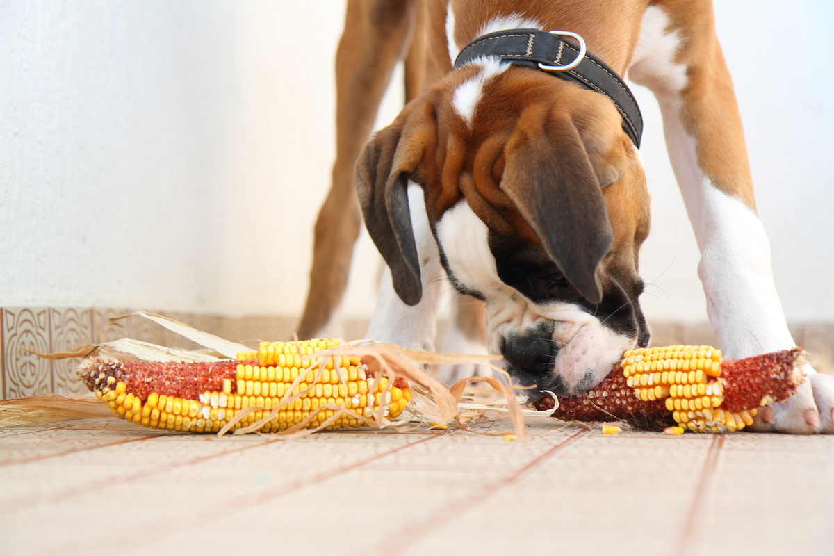 Cachorro comendo milho