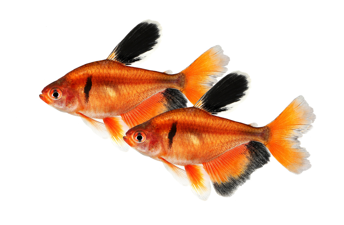 Dois peixes ornamentais mato grosso véu