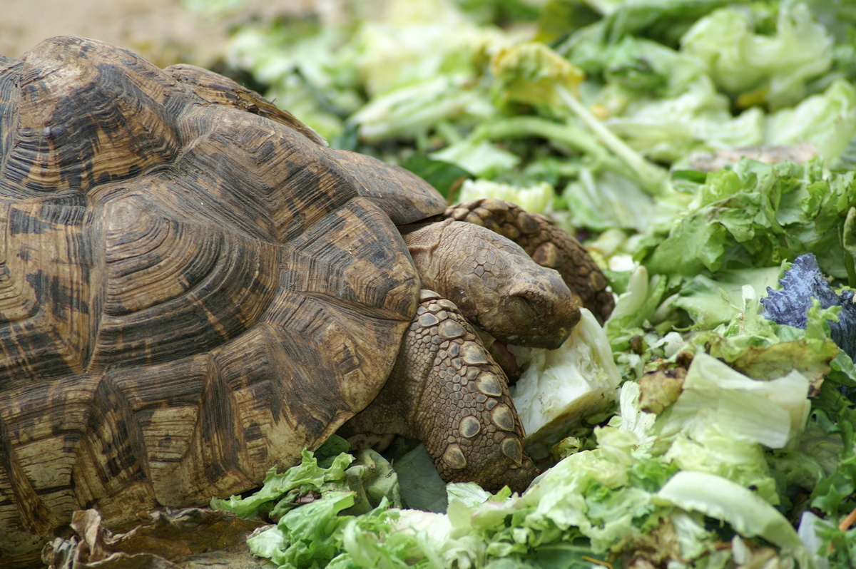 Tartarugas comendo legumes