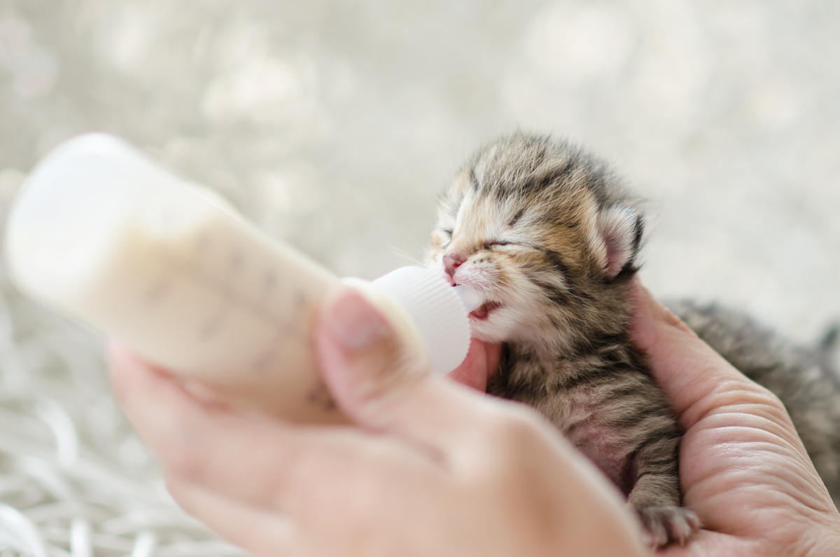 Gato recém nascido bebendo leite