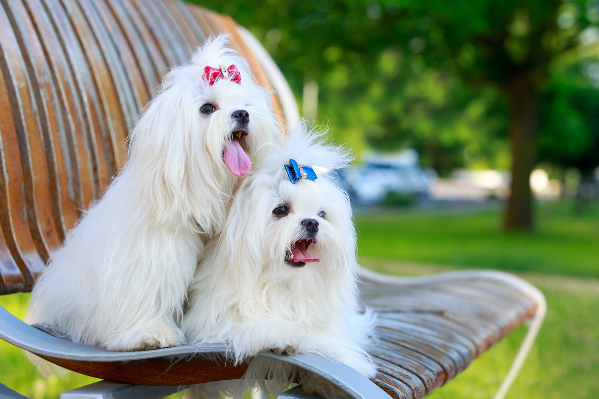 Dois cachorros maltês brancos