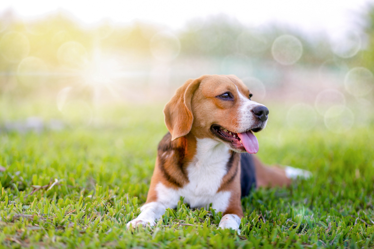 Cão beagle deitado sobre a grama
