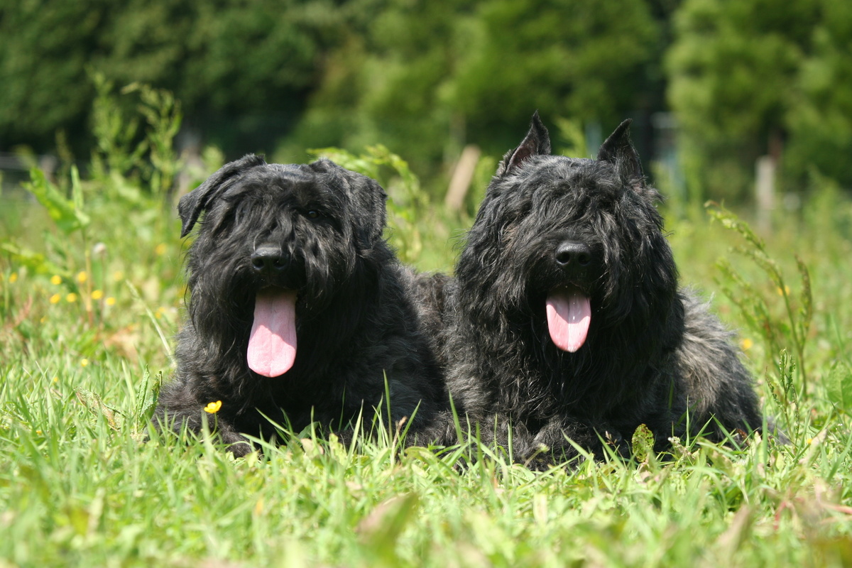 Dois cachorros Bouvier des Flandres