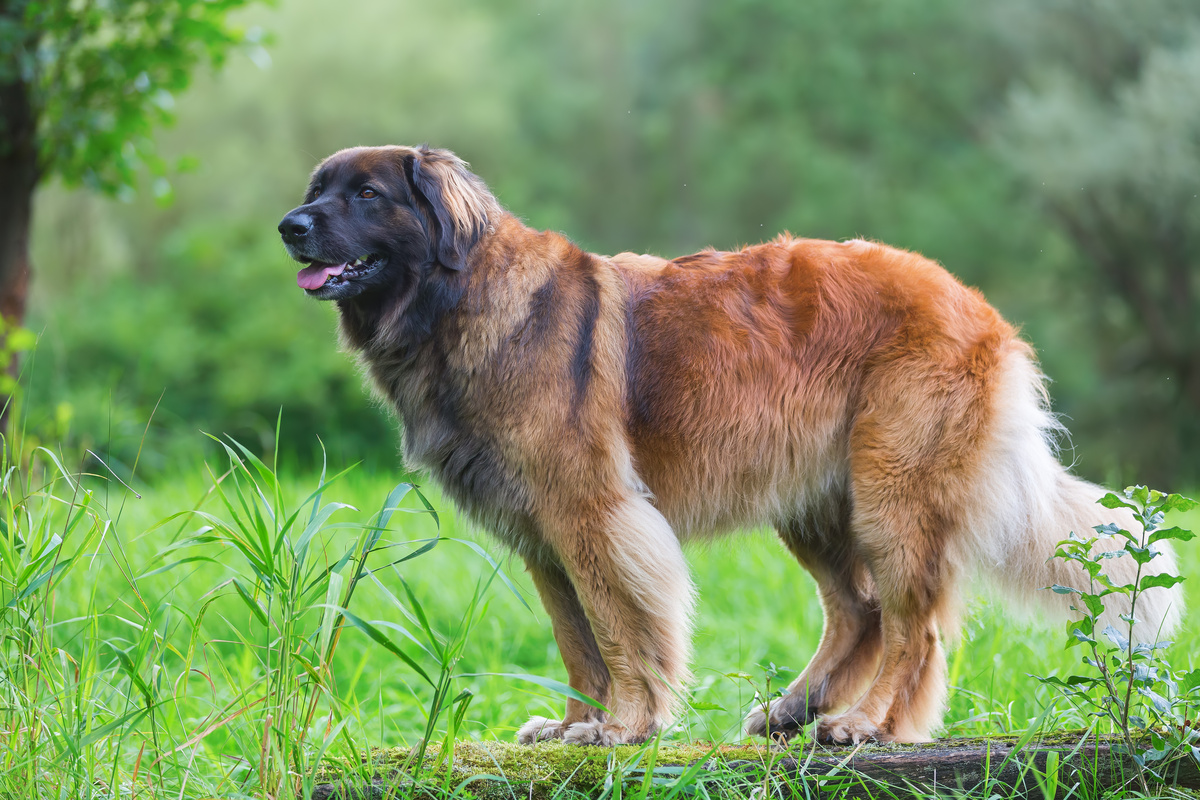 Cachorro Leonberger