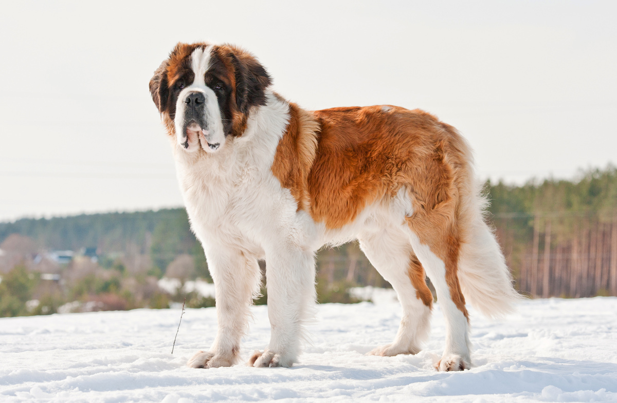 Cachorro São Bernardo sobre a neve