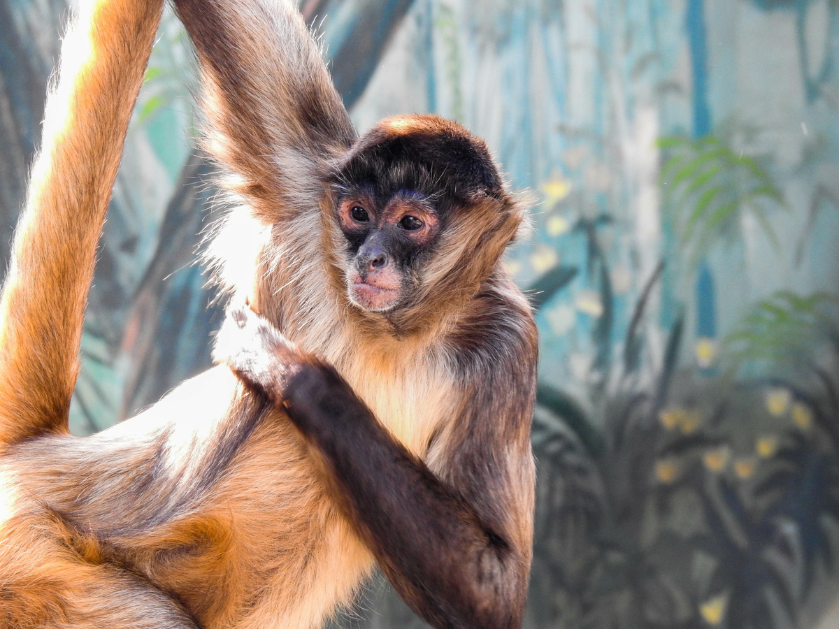 Macaco-aranha marrom claro com o braço estendido.