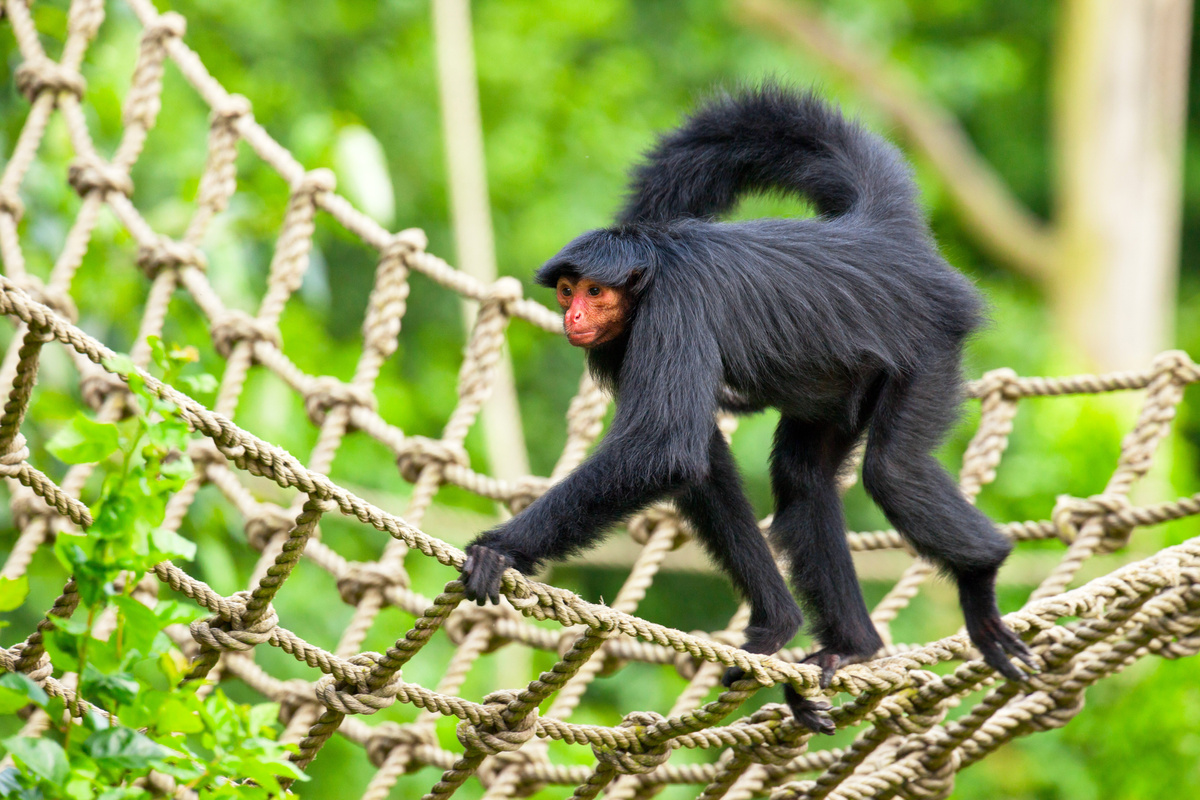 Macaco-aranha preto com o rosto vermelho andando sobre uma rede.