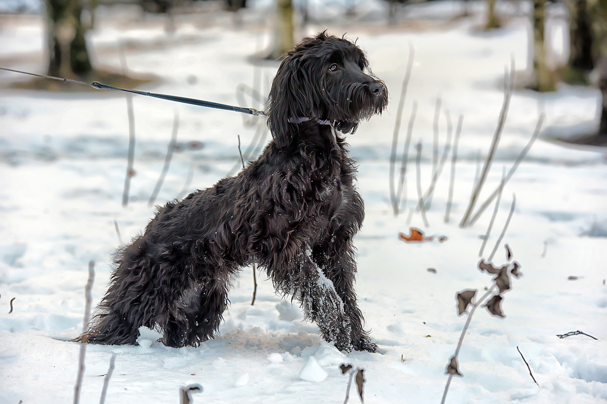 Cachorro Terrier Preto da Rússia