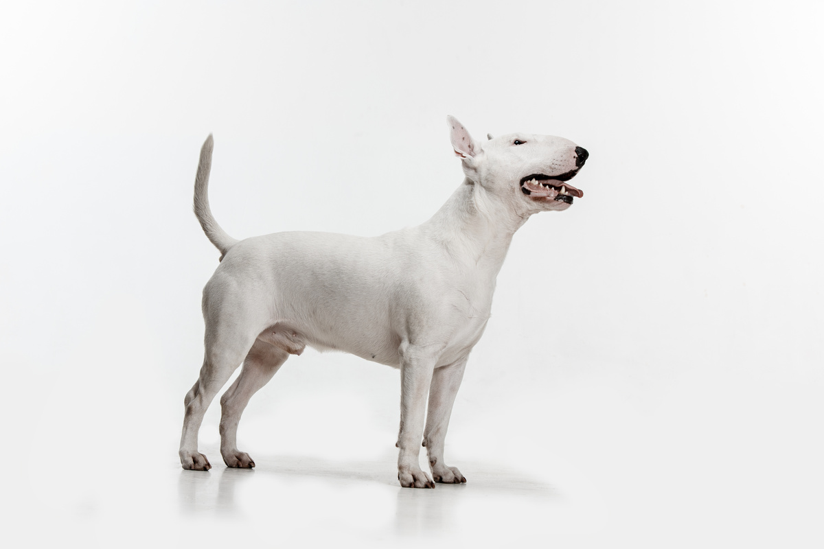 Cachorro Bull Terrier branco