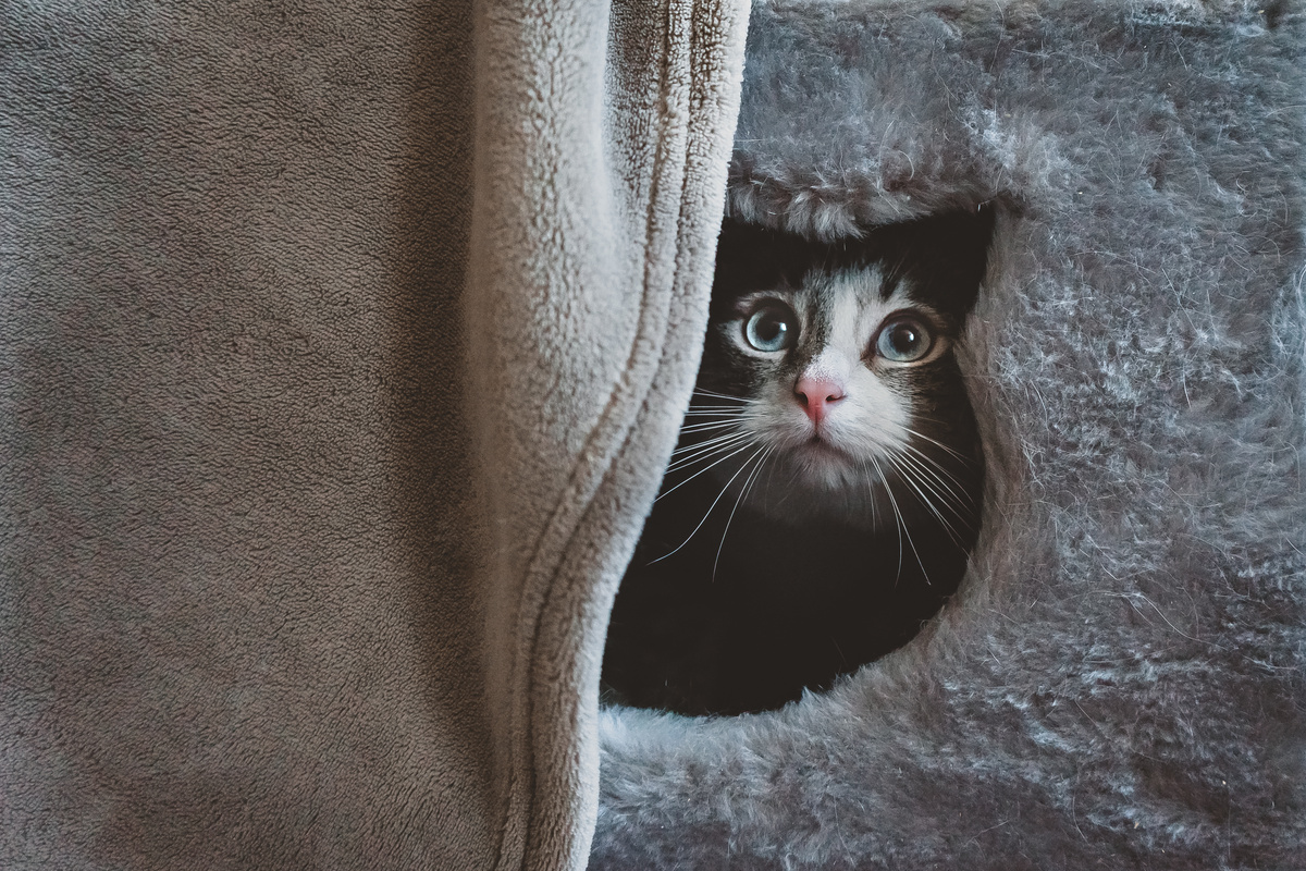Gato arisco sob um cobertor