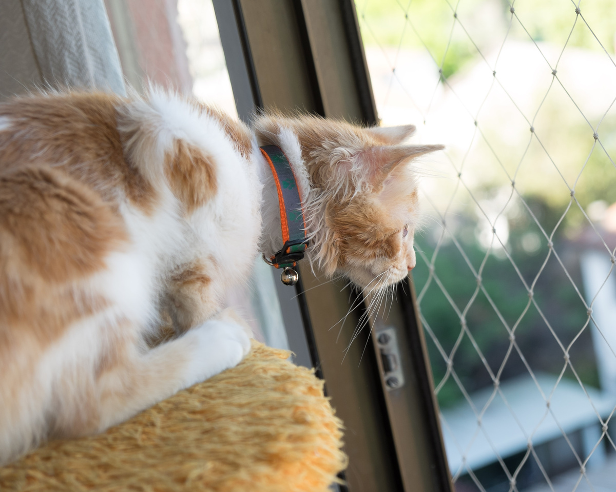 Gato em janela com rede de proteção