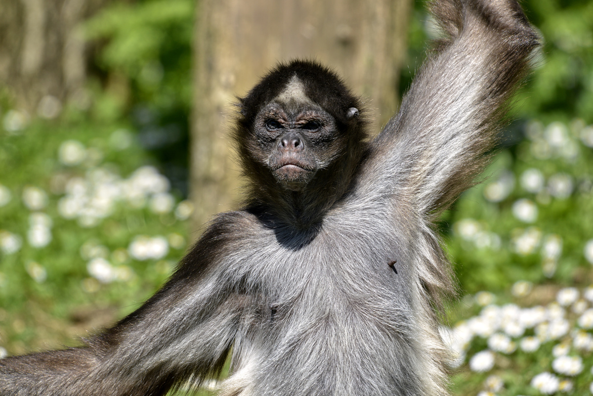 Macaco-aranha predominantemente preto e marrom com o braço esquerdo levantado.