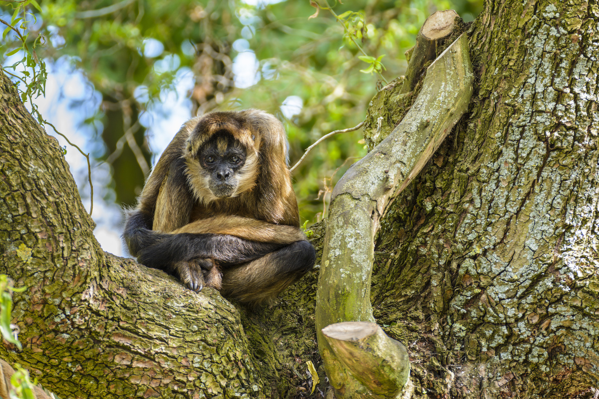 Macaco-aranha sentado em um dos galhos da árvore.