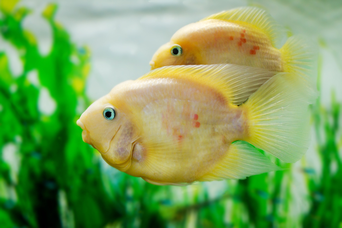 Dois peixes papagaio amarelo em aquário
