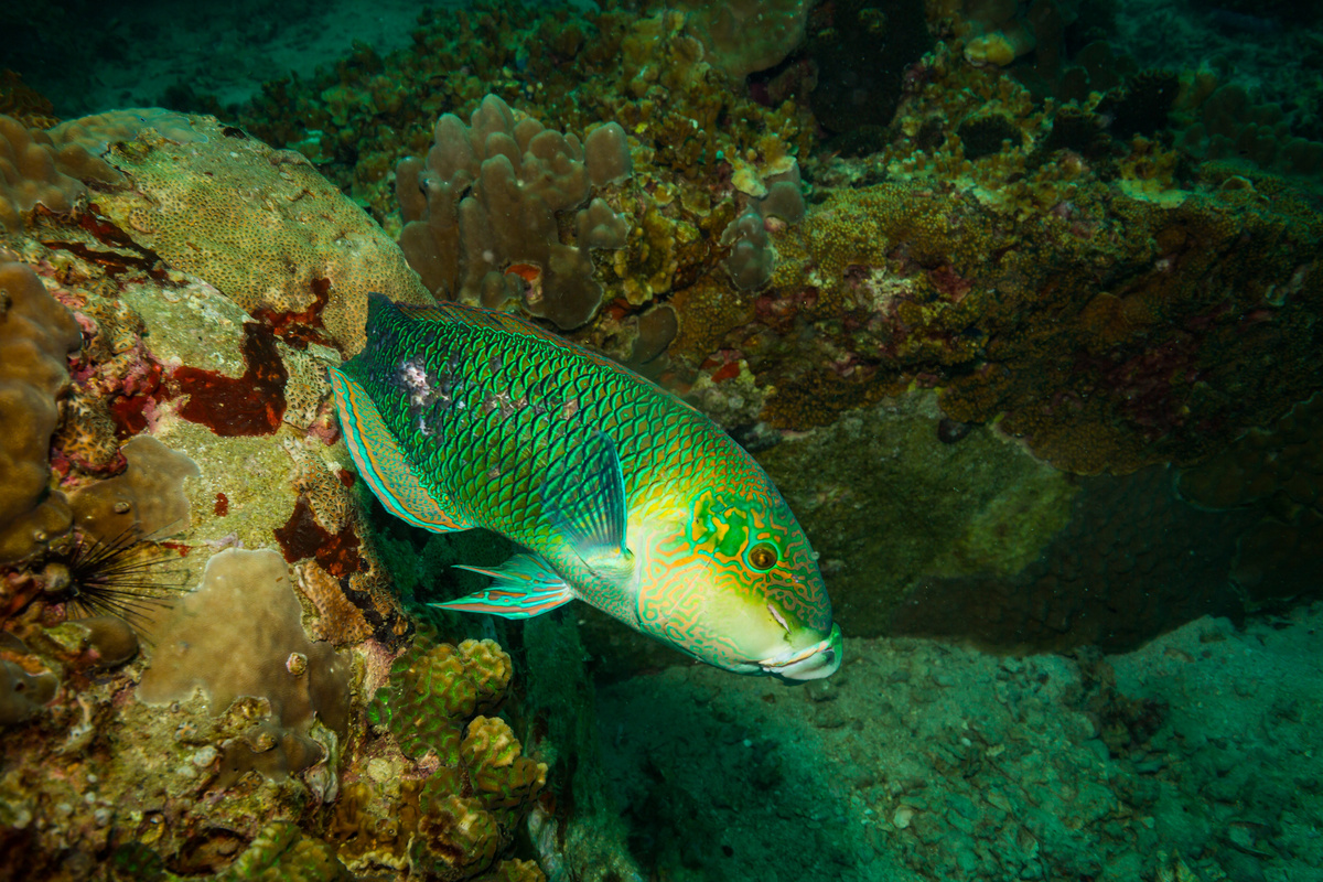 peixe papagaio verde no fundo do mar
