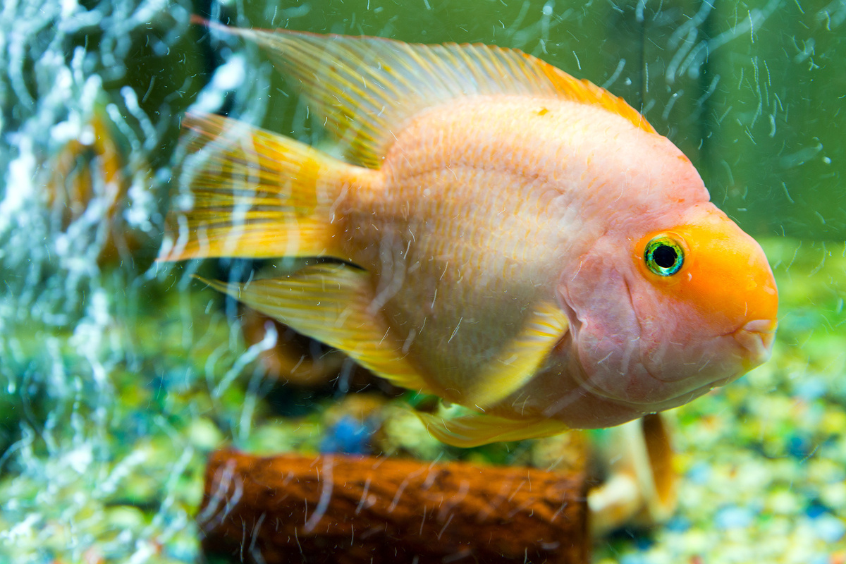 Peixe papagaio em aquário