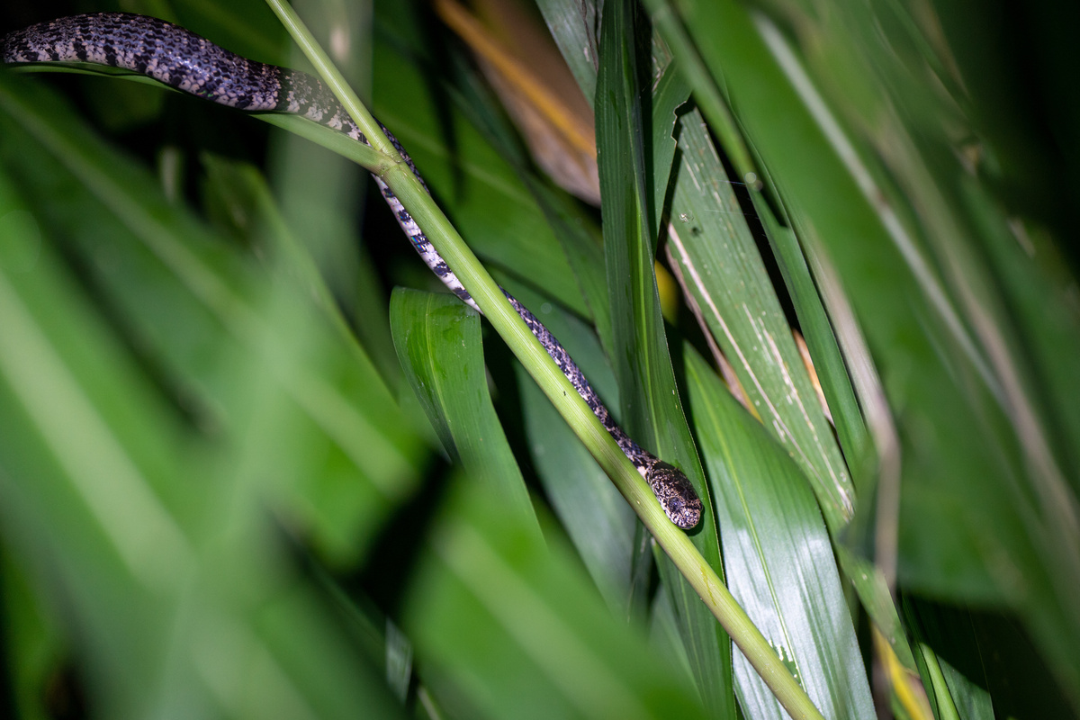 Cobra dormideira meio as folhas de uma planta