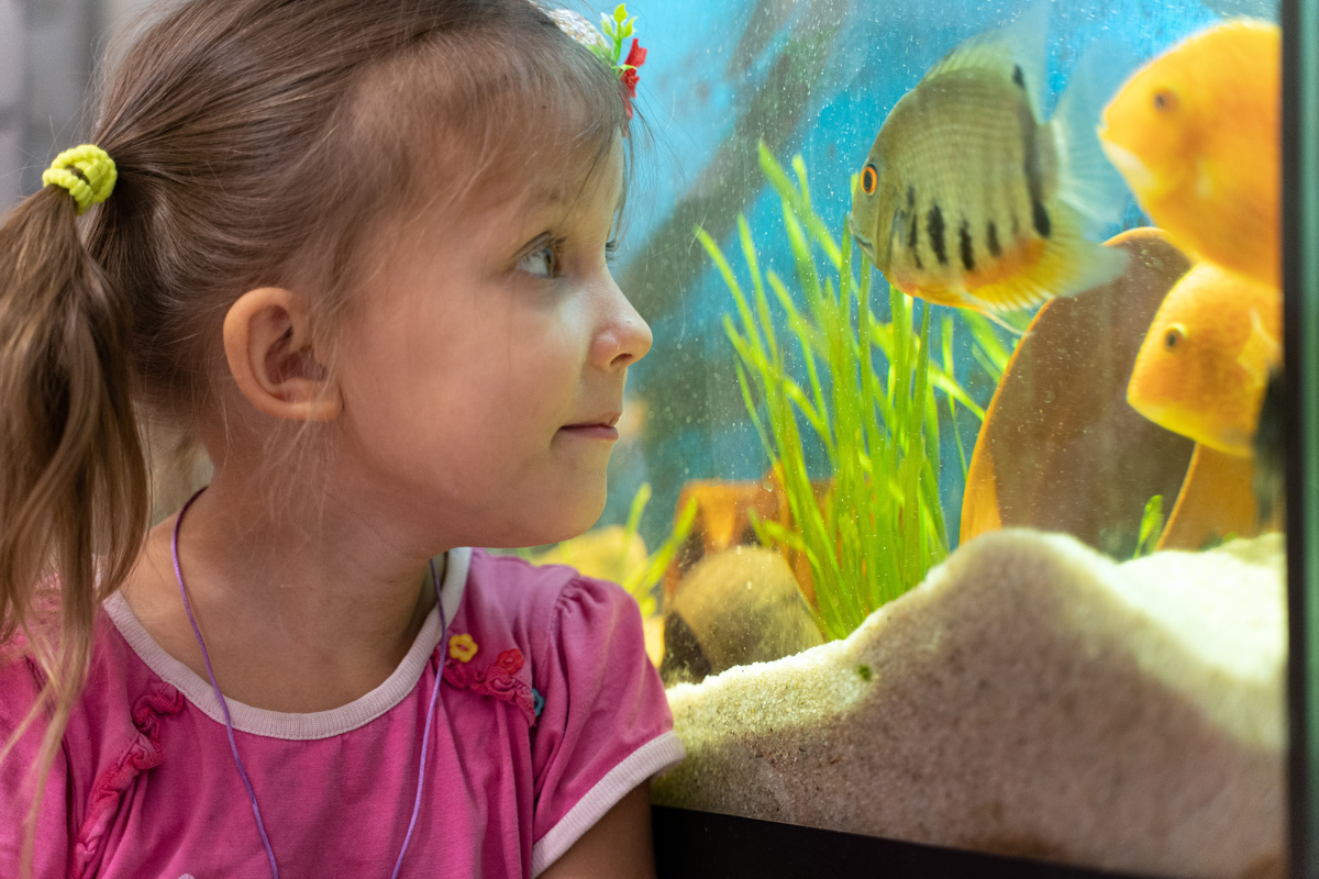 Menina olhando para peixes em aquário