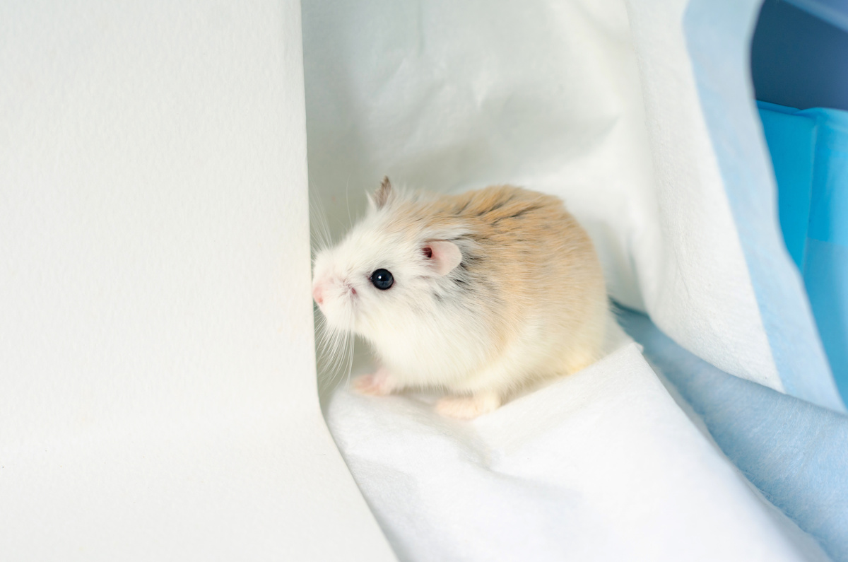 Hamster anão russo em lençol