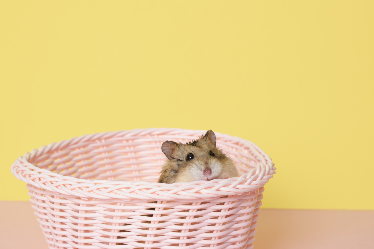 Hamster anão russo em uma cesta