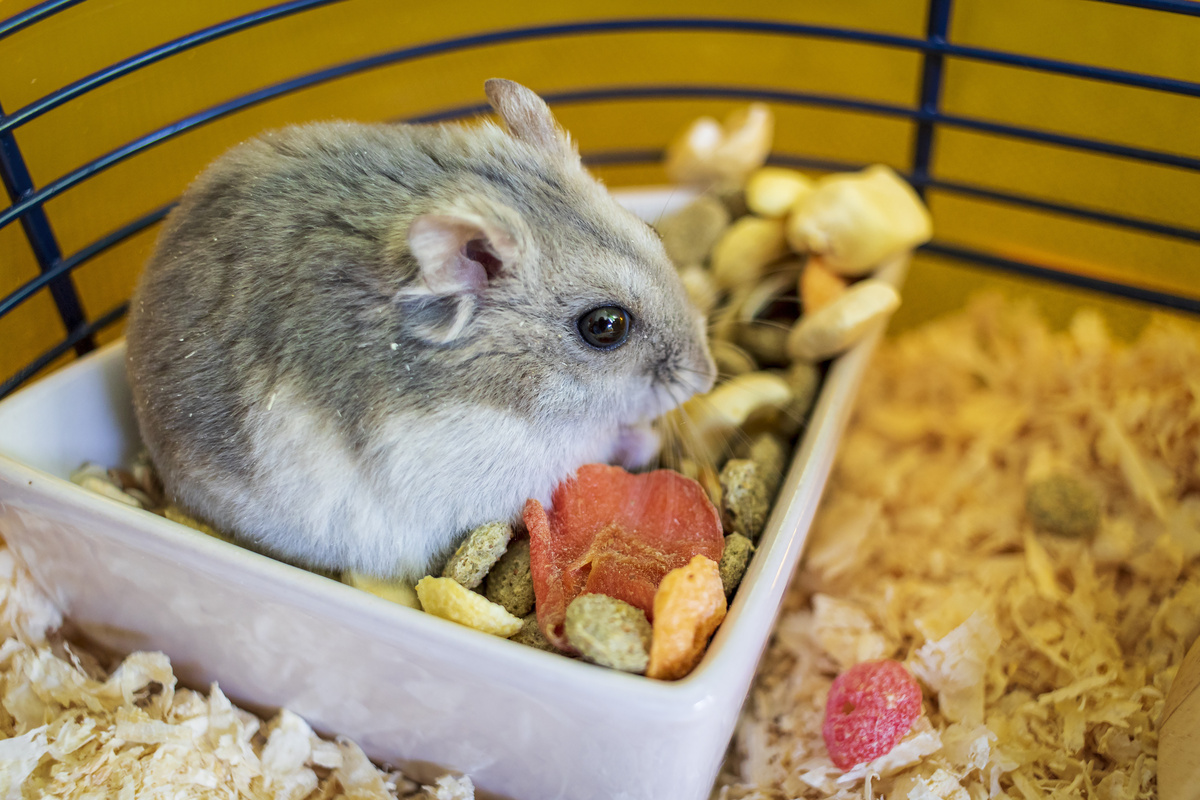 Hamster anão russo na gaiola