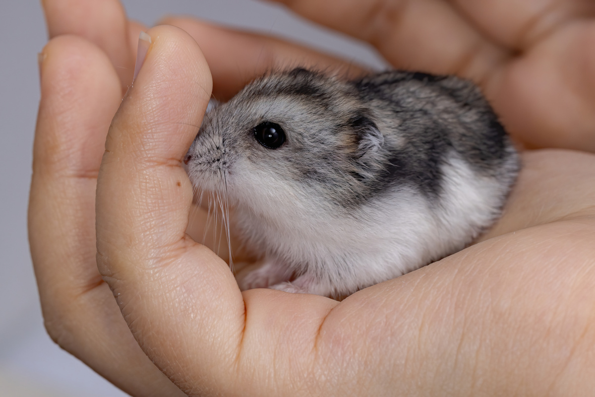 Hamster anão russo Campbell na mão 