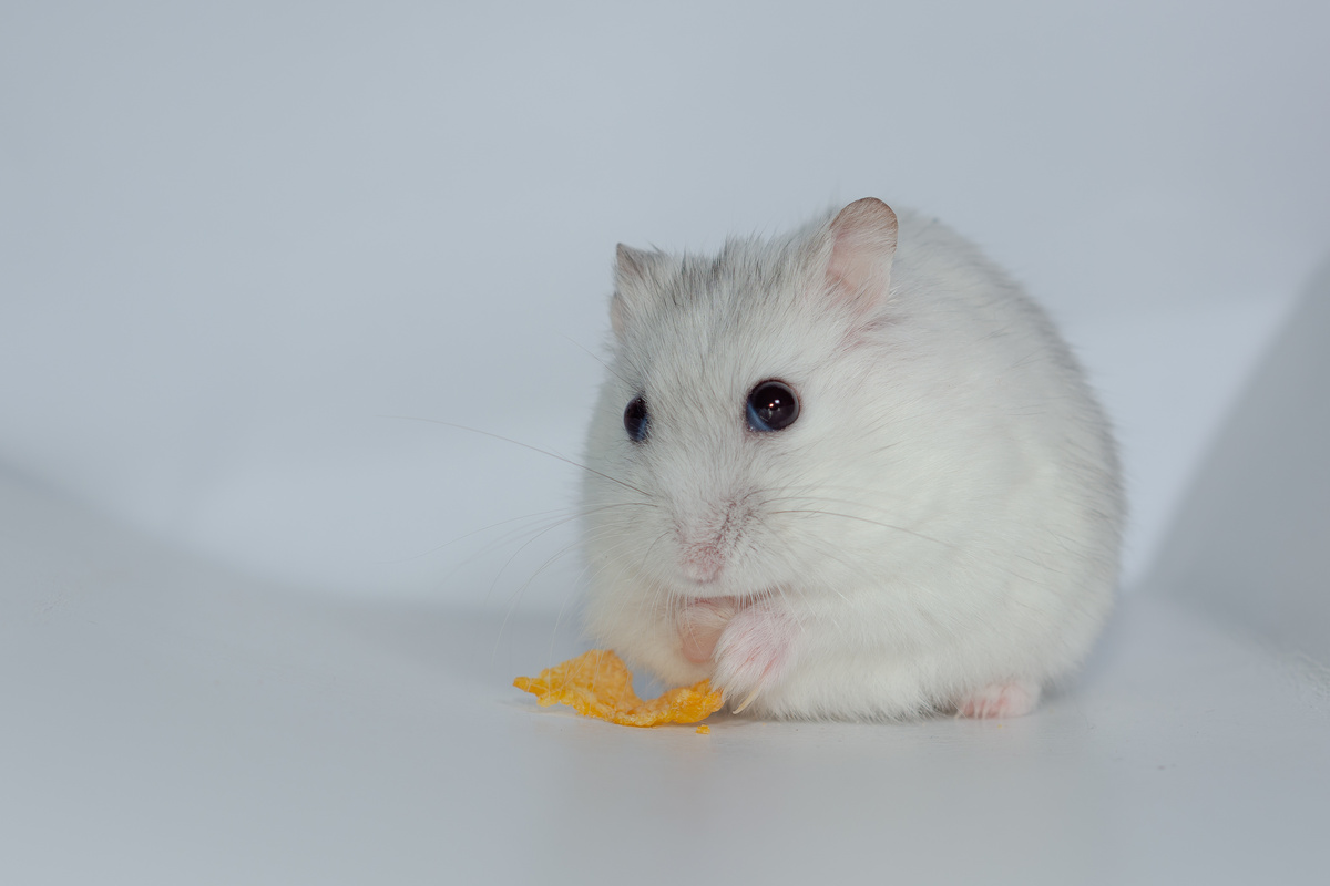 Hamster anão russo Winter White comendo cereal