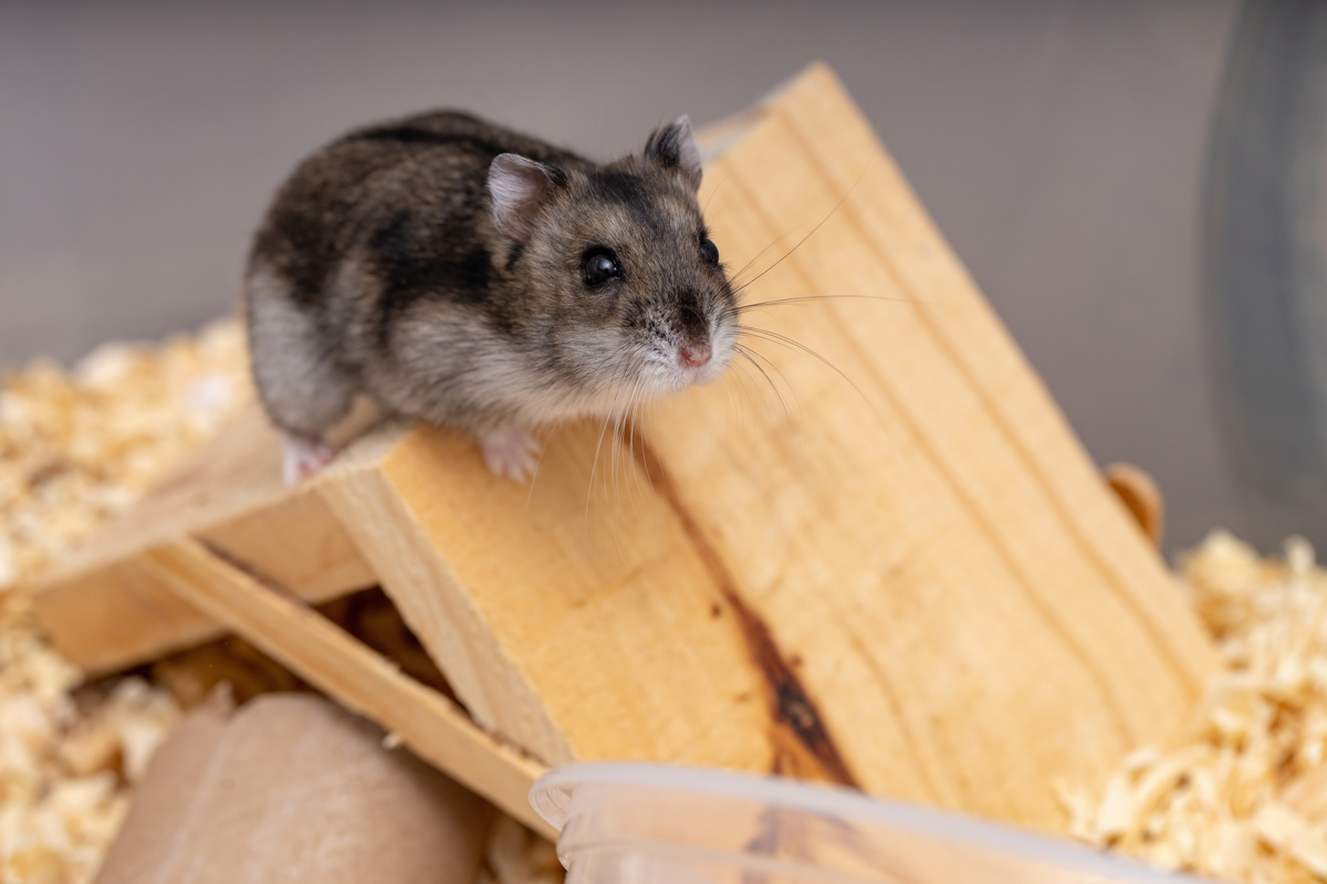 Hamster anão russo em casinha