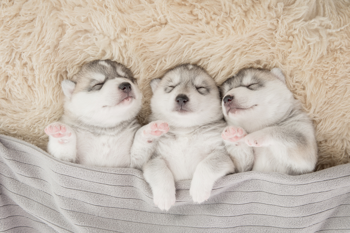 Três filhotes de cachorro dormindo