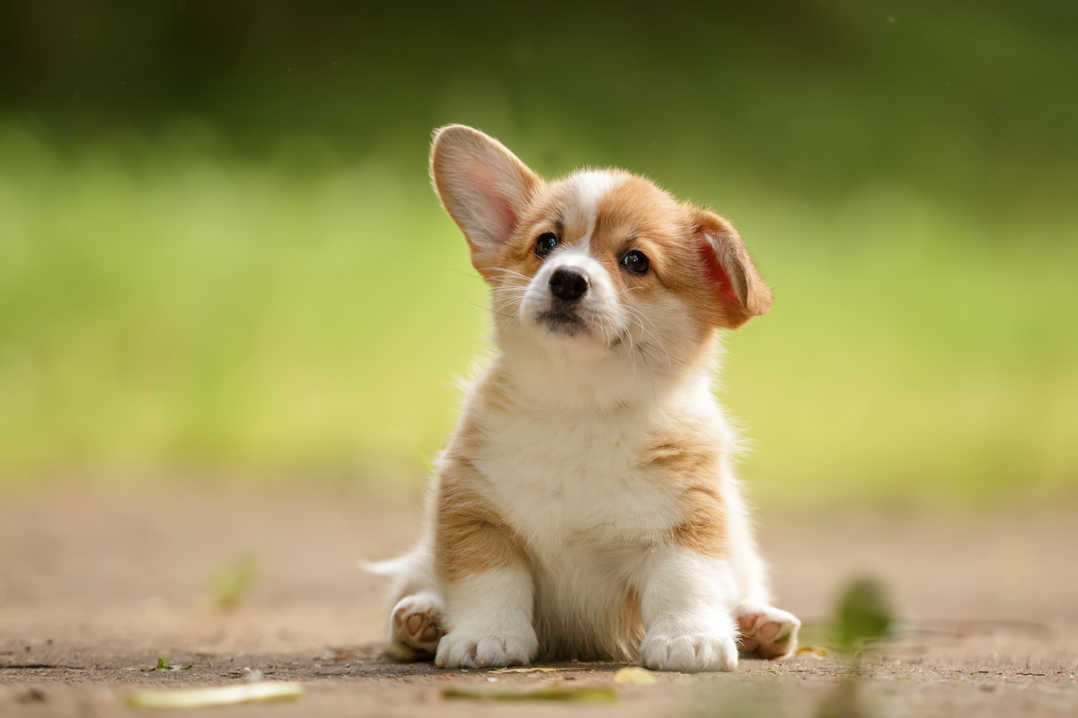Cão filhote sentado com uma orelha levantada