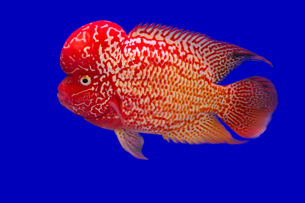 Flowerhorn avermelhado nadando