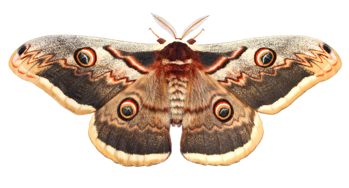 Mariposa com asas abertas