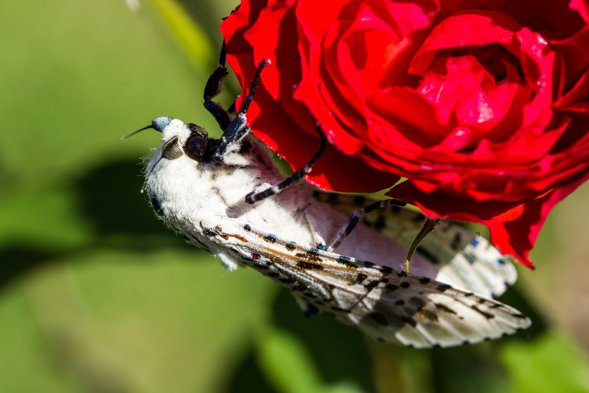 Mariposa Leopardo pousada em flor vermelha