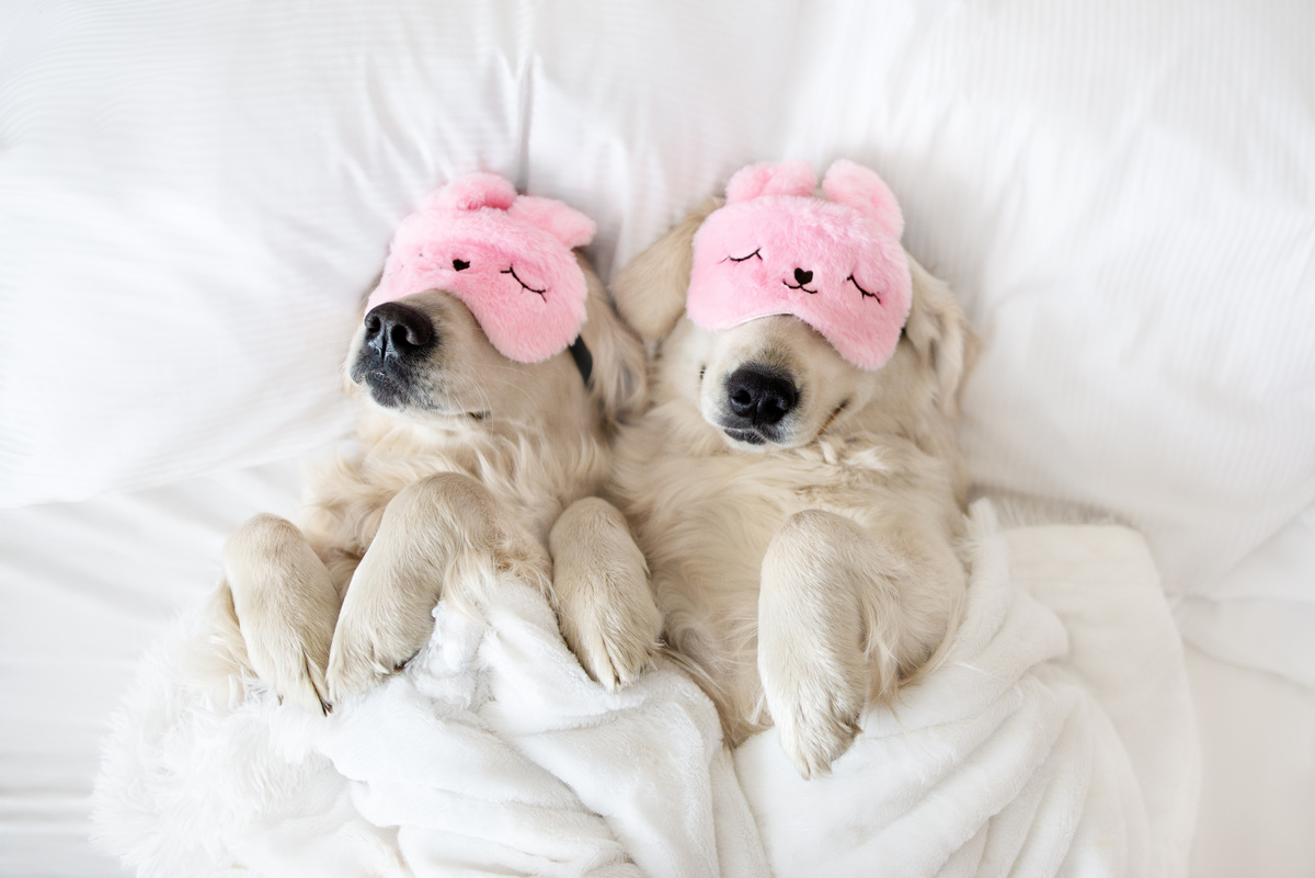 Dois cachorros dormindo na cama com tapa-olhos cor de rosa