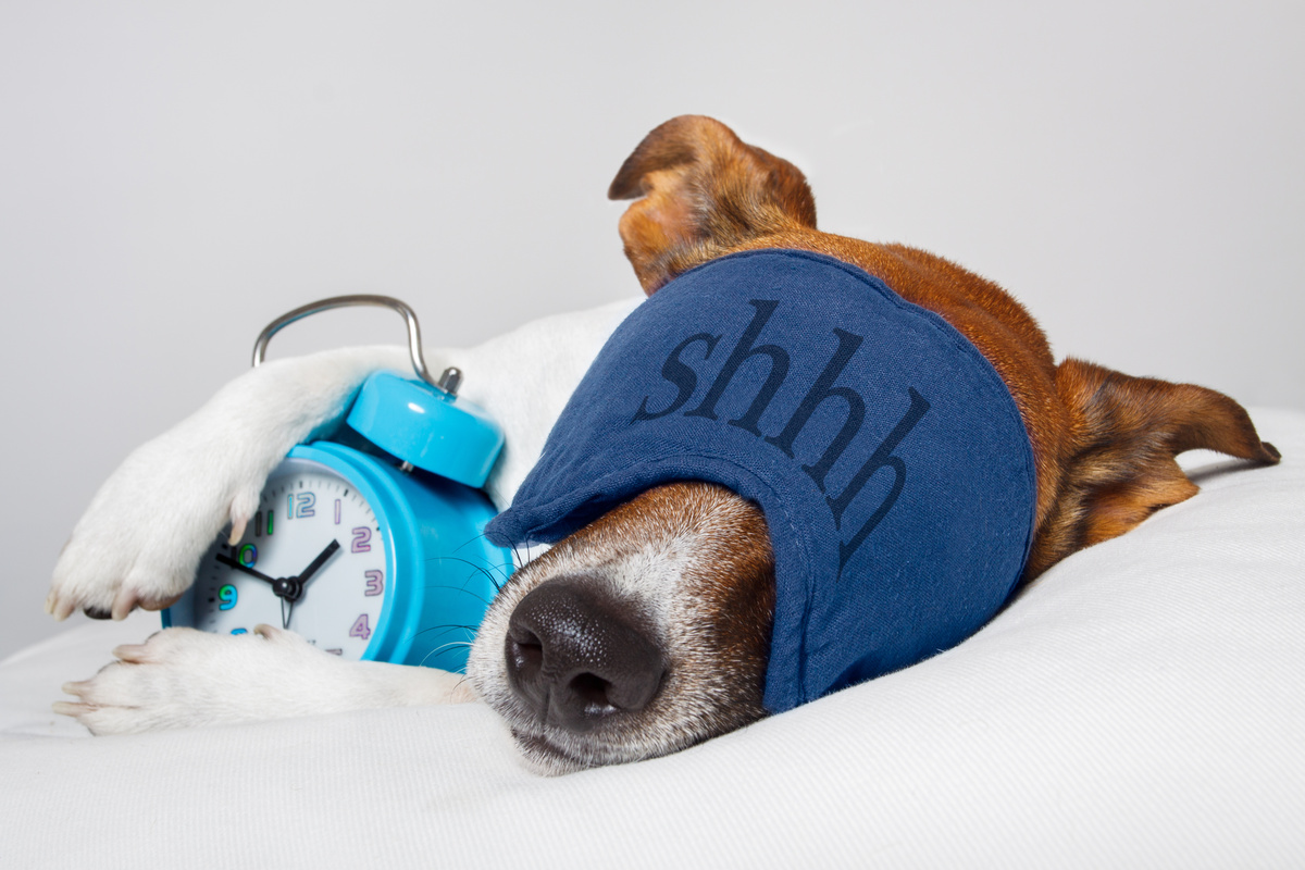 Cachorro dormindo abraçado a relógio com tapa-olhos azul