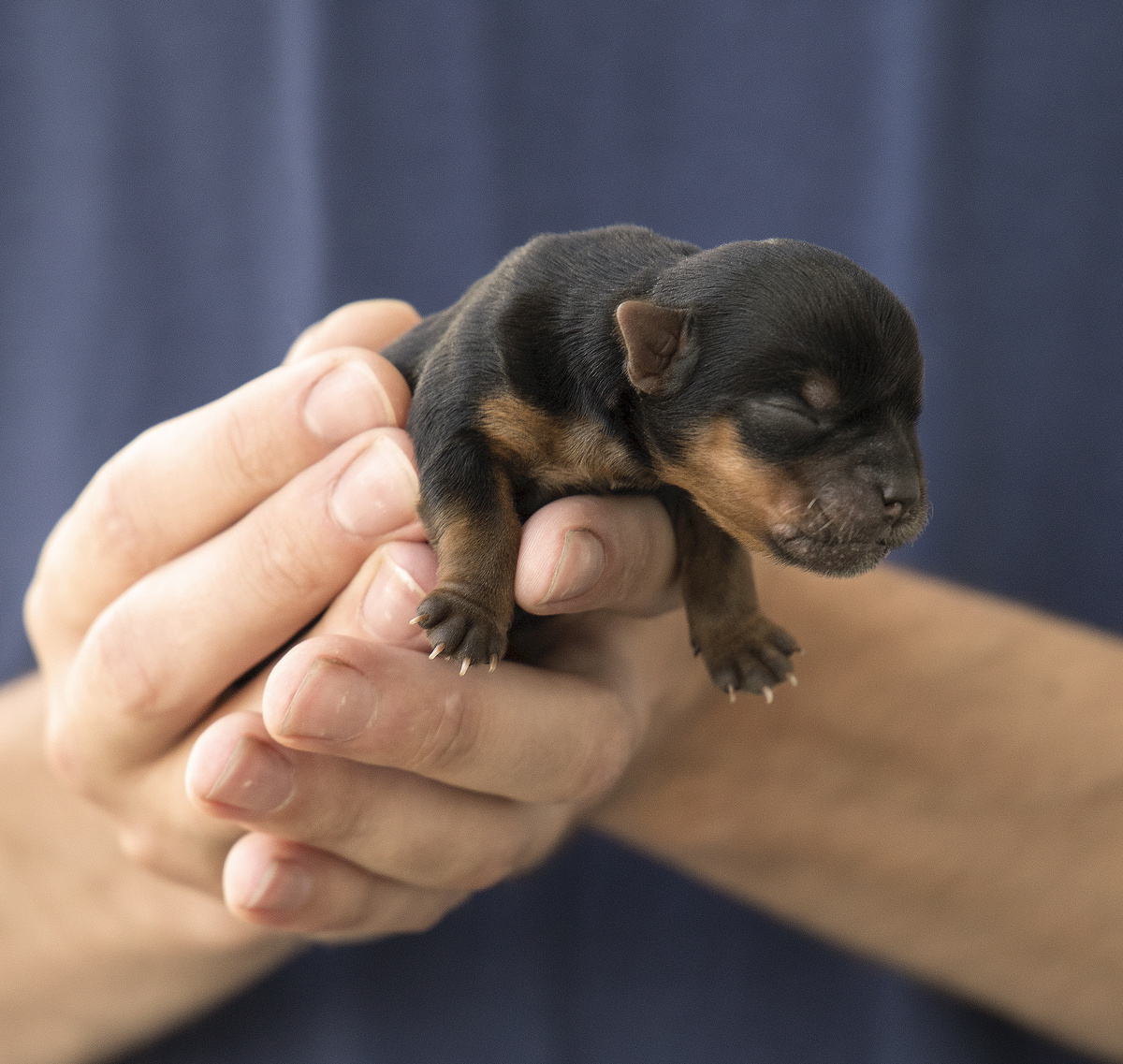 Filhote de cachorro pinscher em mãos humanas