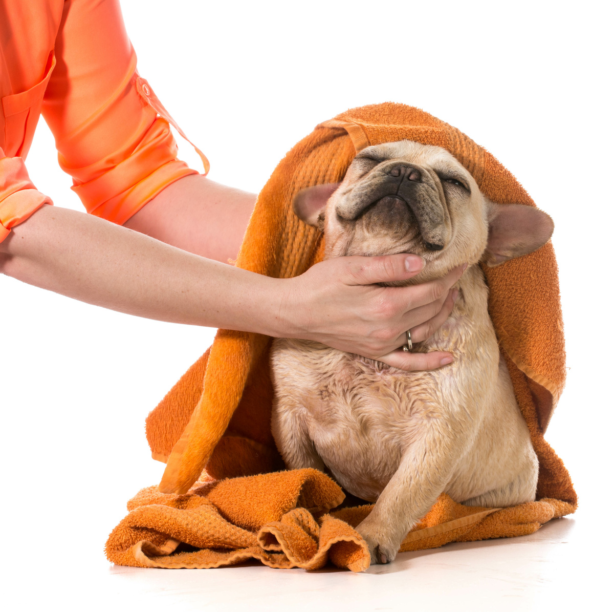 Cachorro sendo esfregado com toalha