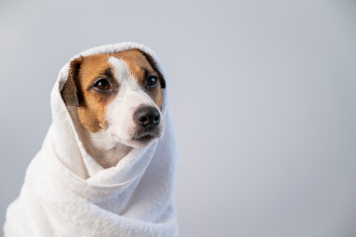 Cachorro enrolado na toalha
