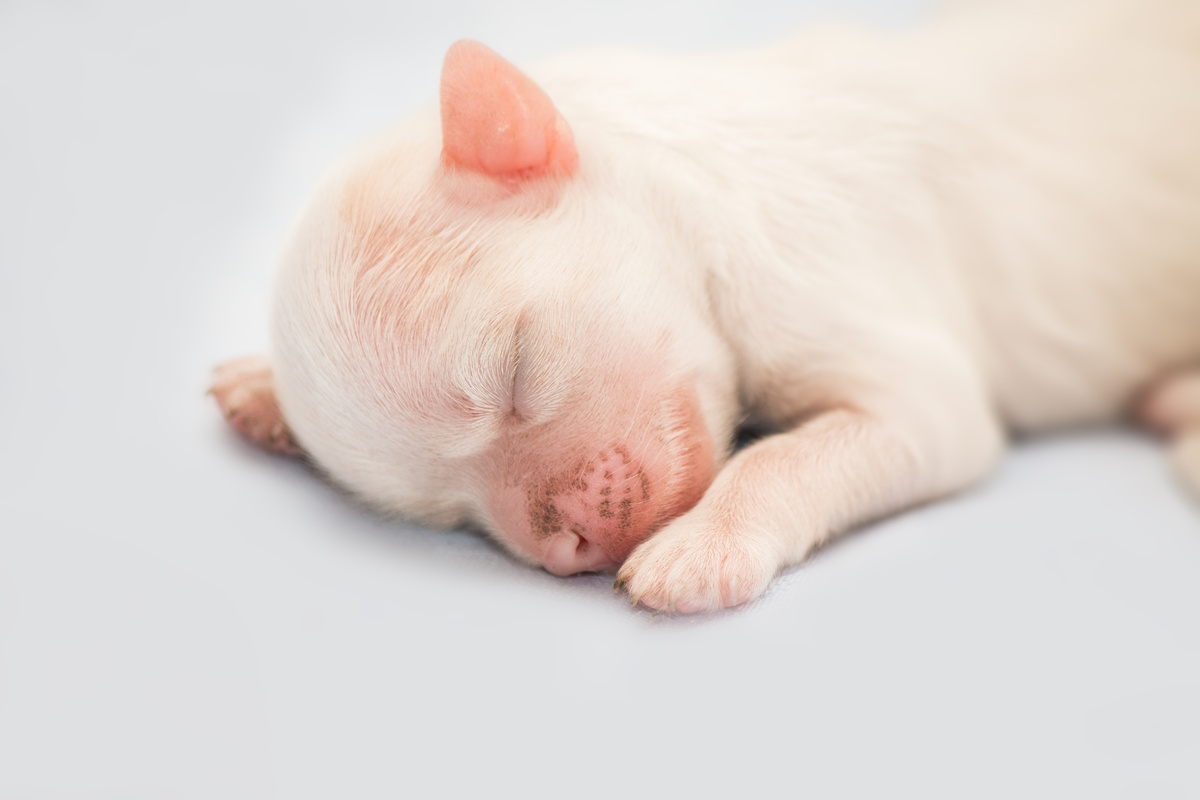 Filhote branco de cachorro recém-nascidos.