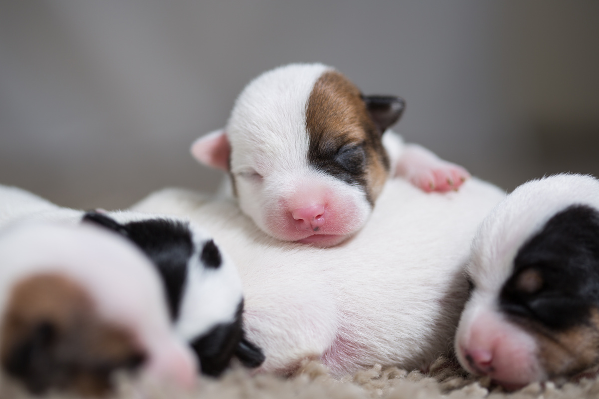 Filhotes de cachorro recém-nascidos.