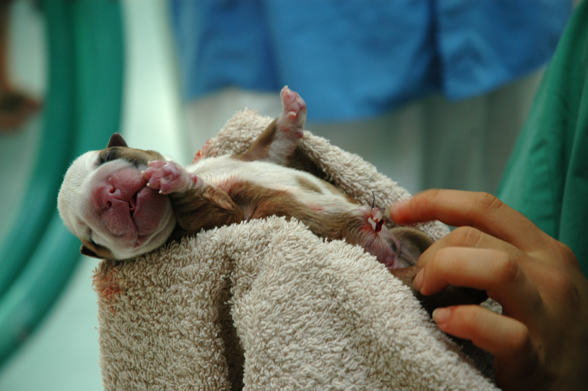 Filhote de cachorro recém-nascidos em toalha, segurado por mão humana