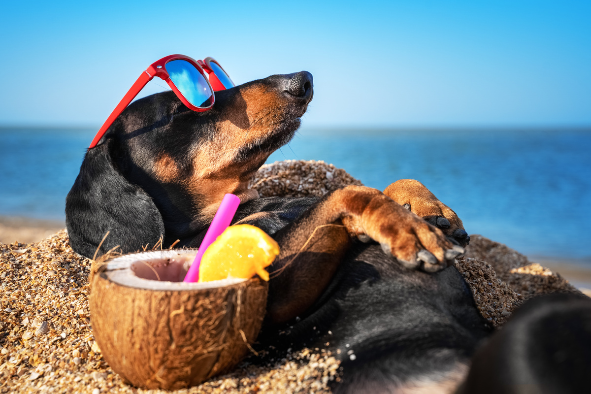 Cachorro deitada em areia na praia e coco com canudo ao lado 