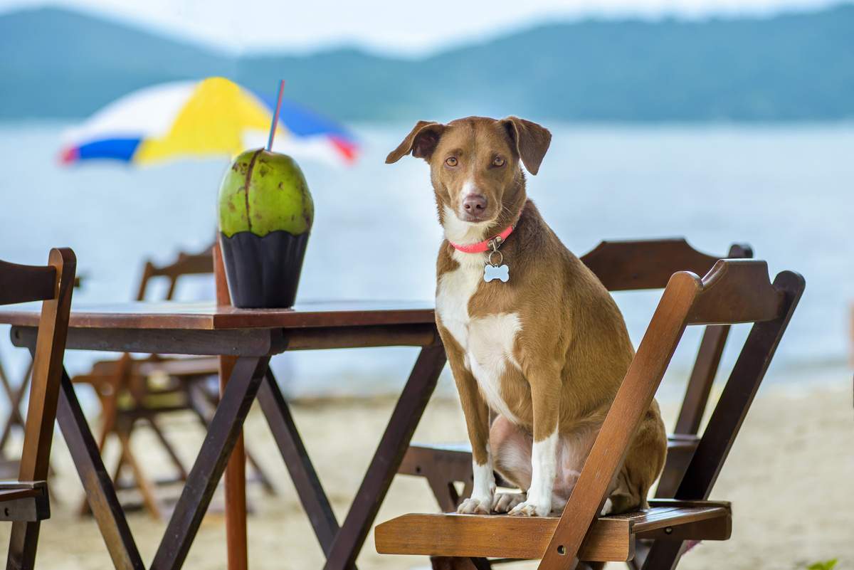 Cachorro sentado em mesa na praia com água de coco
