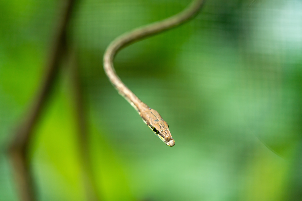 Cobra-cipó-marrom