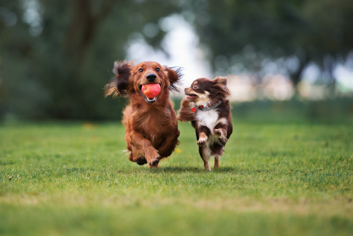 Dois cães correndo e brincando